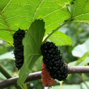 Juodasis šilkmedis 'Wellington'