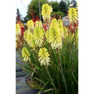 Knifofija 'Poco citron'