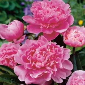 Bijūnas 'Edulis superba'