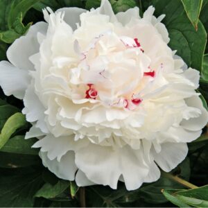 Bijūnas 'Festiva maxima'