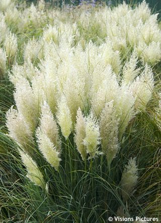 Cortaderia Citaro Tado ukis