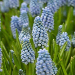 Žydrės 'Dutch Beauty' (Svog.) 7 vnt svog. vazone