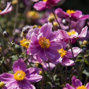 Plukė 'Summer Breeze Candy'