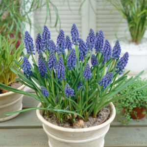 Žydrės armėninės  (Svog.) 7 vnt svog. vazone