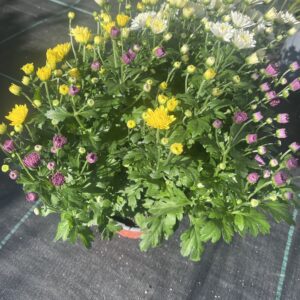 Chrizantema trispalvė MIX