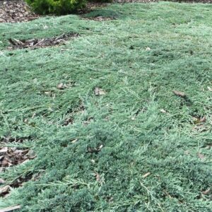 Kadagys gulsčiasis 'Ice blue'