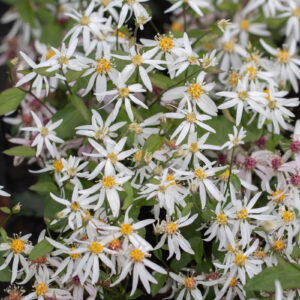 Astras skėstašakis 'Eastern star'