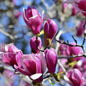 Magnolija 'Cameo' PBR
