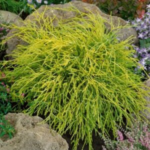 Puskiparisis žirniavaisis 'Sungold'