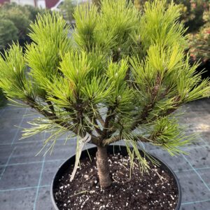 Pušis juodoji  'Cabannensis Nana'