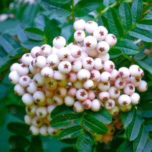 Šermukšnis kašmyrinis