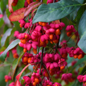 Ožekšnis sparnuotasis  'Red cascade'