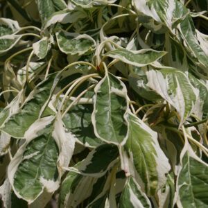 Sedula grakščioji 'Variegata'