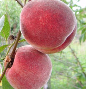 Persikas 'Vigril'