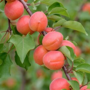 Koloninis abrikosas 'Sunrosso'