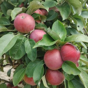 Koloninė obelis 'McIntosh Black'