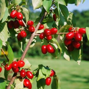 Sedula geltonžiedė 'Jolico‘