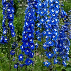 Pentiniai 'Blue Bird'