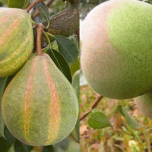 Mezzo kriaušė 'Rossošanskaja D.' + 'Schweizerhoze'