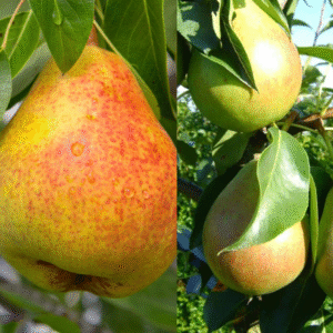 Mezzo kriaušė 'Suvenirs' + 'Klepo mėgstamoji'