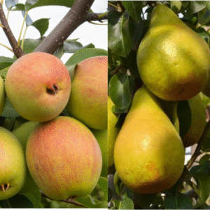 Mezzo Kriaušė 'Tem bo li' + 'Ksenia'