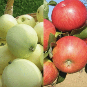 Mezzo obelis 'Alyvinis' + 'Topaz'