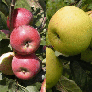 Mezzo obelis 'Merkur' + 'Ananasinis beržininkų'