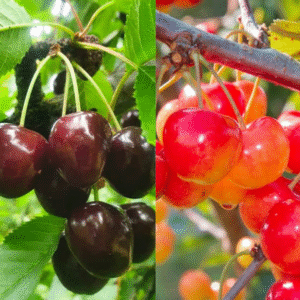 Trešnė mezzo 'Doneckij' + 'Irena'