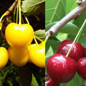 Trešnė mezzo 'Sunburst' + 'Paula'