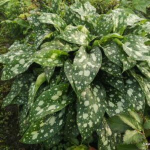 Plautė 'Shrimps on the Barbie'