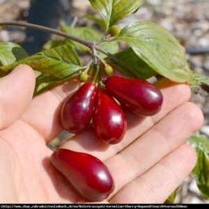 Sedula geltonžiedė 'Bolestraszycki'