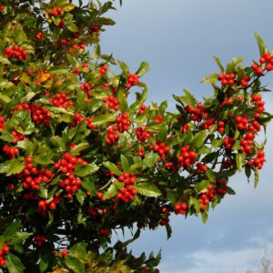 Koloninė gudobelė 'Carrierei'