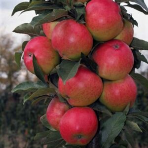 Koloninė obelis ‘Džin’