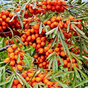 Šaltalankis 'Friesdorfer Orange'