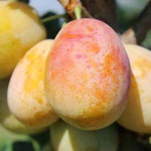 Koloninė slyva 'Aprimyra'