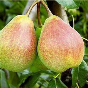 Kriaušė 'Marmurinė'