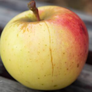 Obelis 'Livi Kuldrenet'