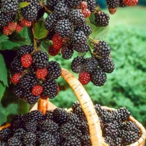 Avietė juodoji  'Bristol'