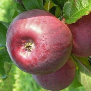 Koloninė obelis ‘Anite’