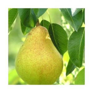 Kriaušė 'Sviestinė' vasarinė