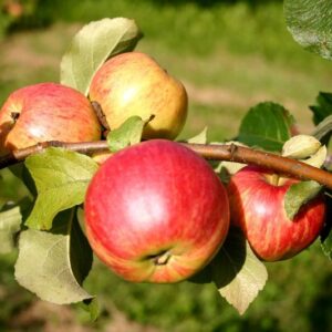 Obelis ‘Siugisdesert’