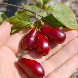 Sedula geltonžiedė 'Bolestraszycki'