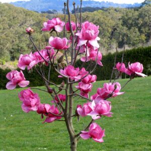 Magnolija 'Felix Jury' PBR