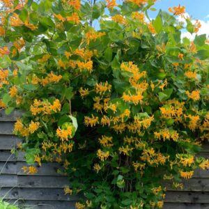 Sausmedis stambiažiedis