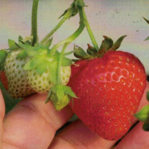 remontantine braske Ania Tado ukis