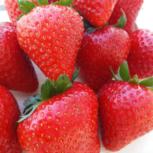 Braškė remontantinė 'Ania', frigo daigai A+, 10 vnt.