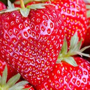 Aprika braske Tadoukis