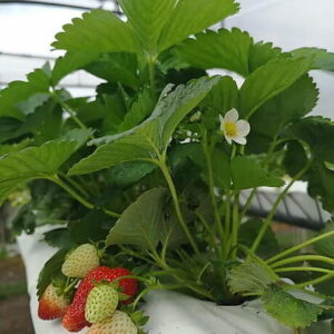 Federika braske Tado ukis