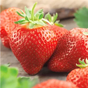 Braškė 'Federica', frigo daigai A+, 10 vnt.