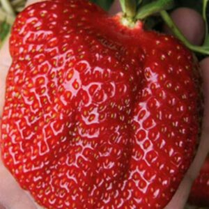 Gigantella Maxim braškė